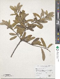 Quercus minima image