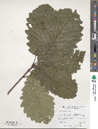 Quercus montana image