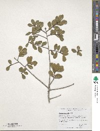 Quercus myrtifolia image