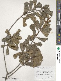 Quercus nigra image