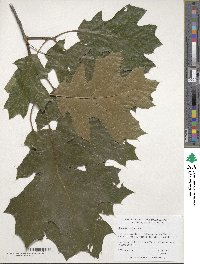 Quercus velutina image