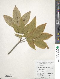 Carya ovata image