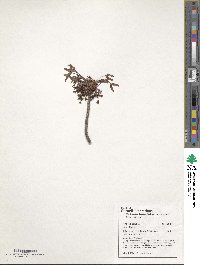 Acer rubrum image