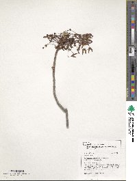 Acer rubrum image