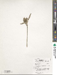 Acer henryi image