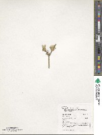 Acer henryi image