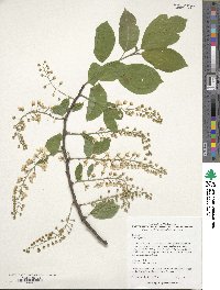 Prunus padus image