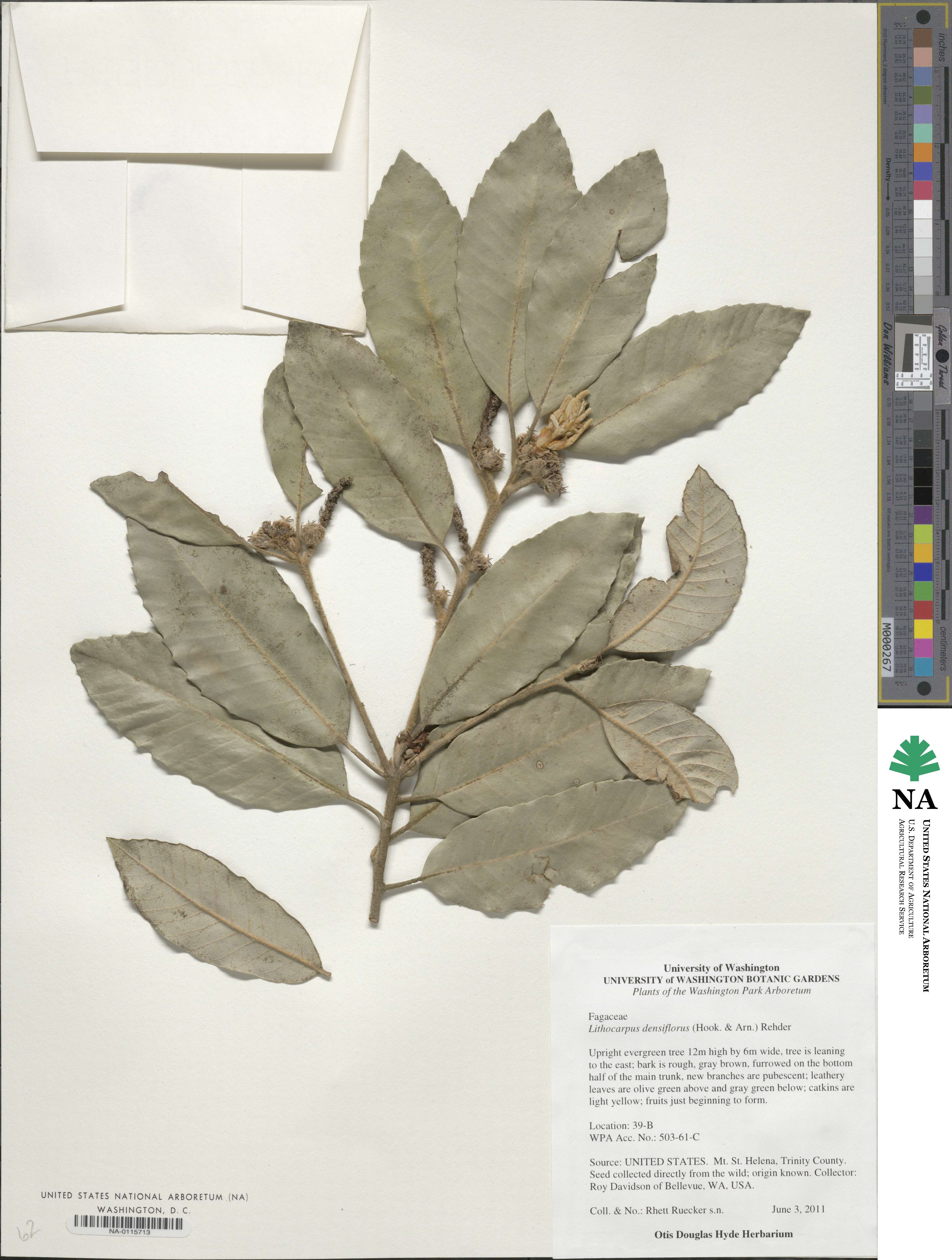 Notholithocarpus densiflorus image