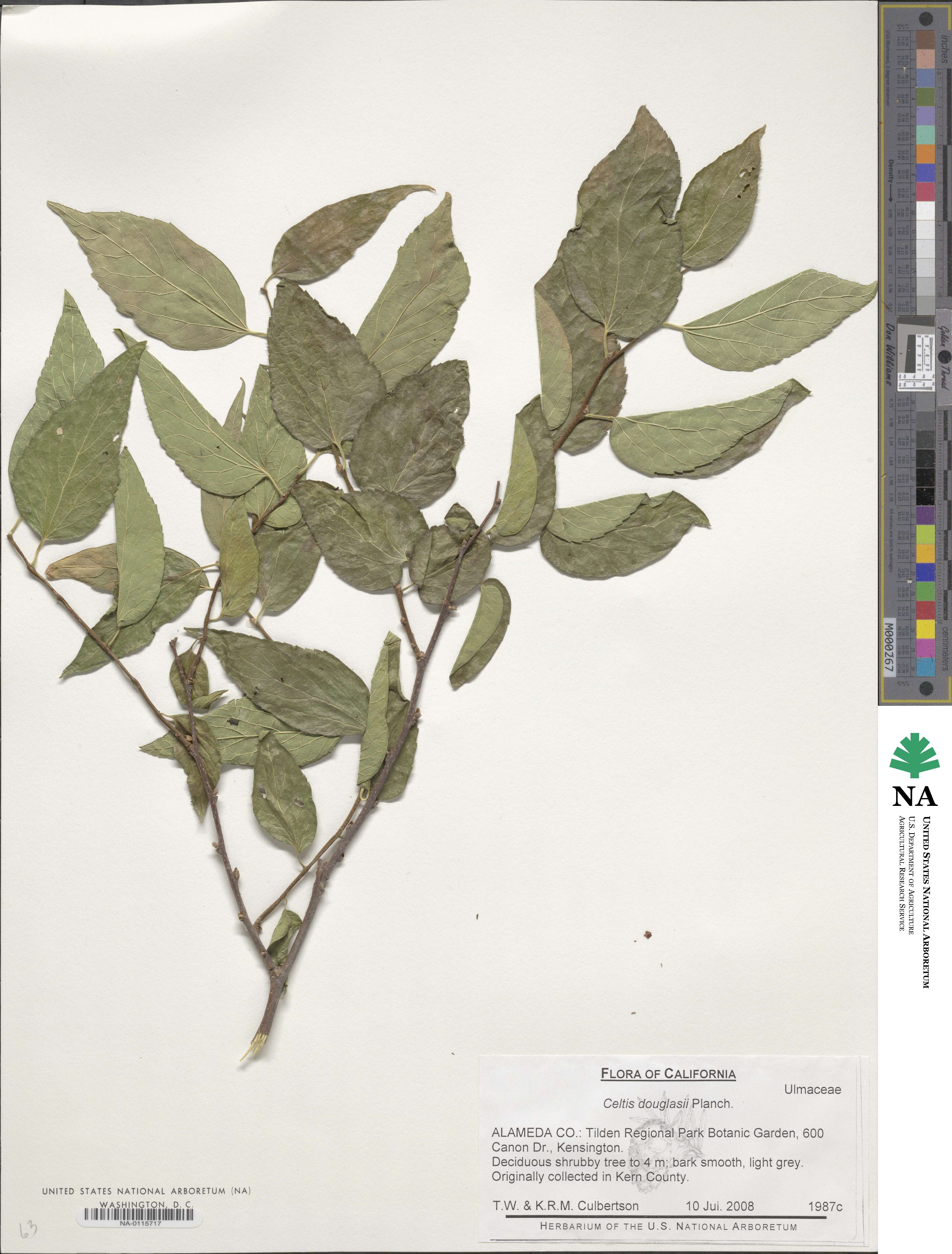 Celtis laevigata var. reticulata image