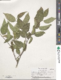 Celtis laevigata image