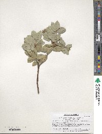 Arctostaphylos hookeri subsp. hearstiorum image