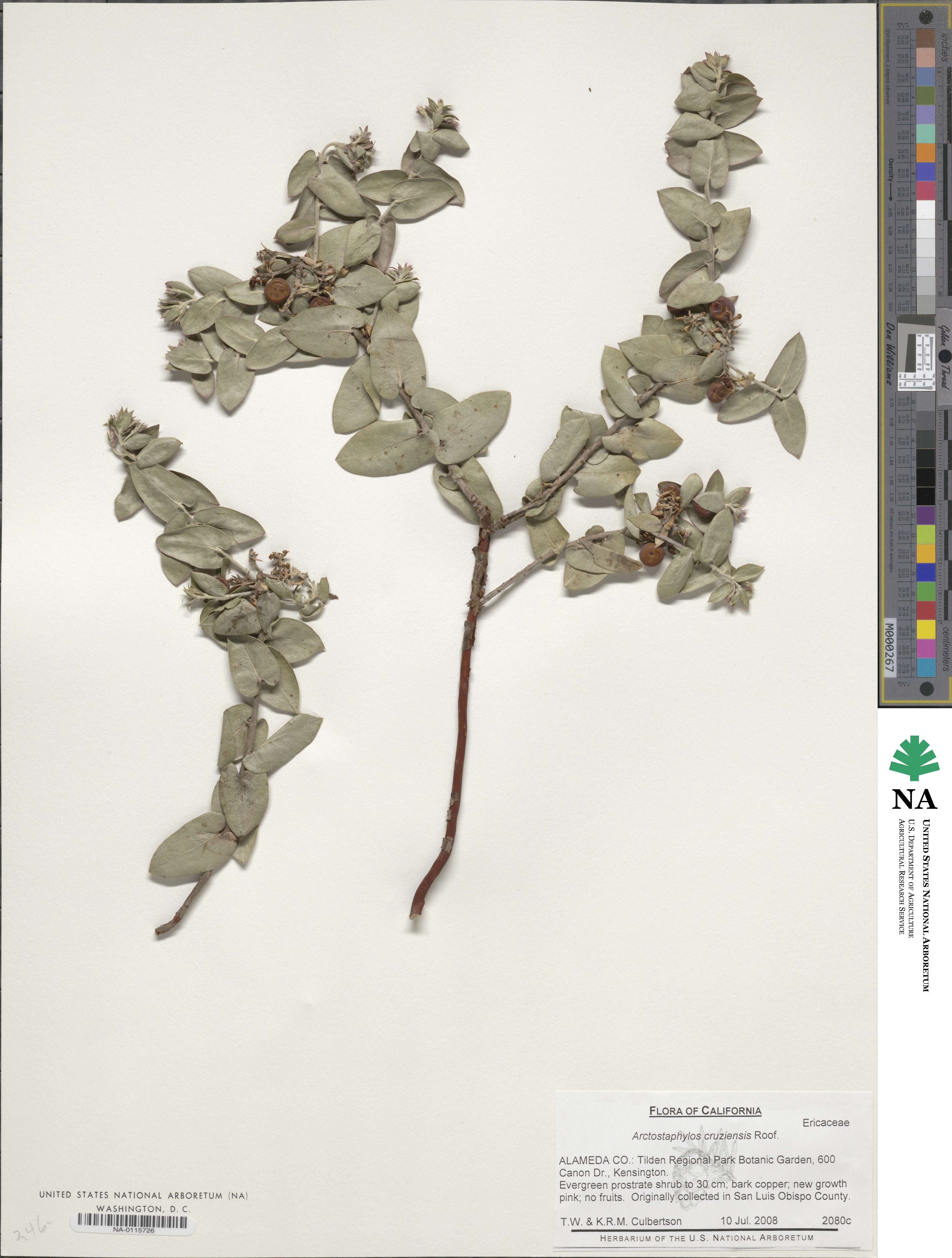 Arctostaphylos cruzensis image