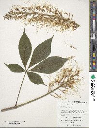 Aesculus parviflora image