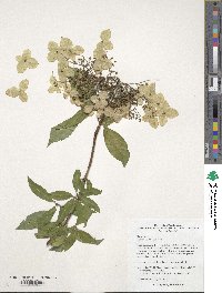 Hydrangea chinensis image