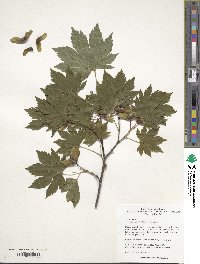 Acer pseudosieboldianum image