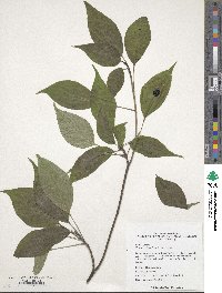 Helwingia japonica image