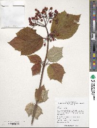 Viburnum orientale image