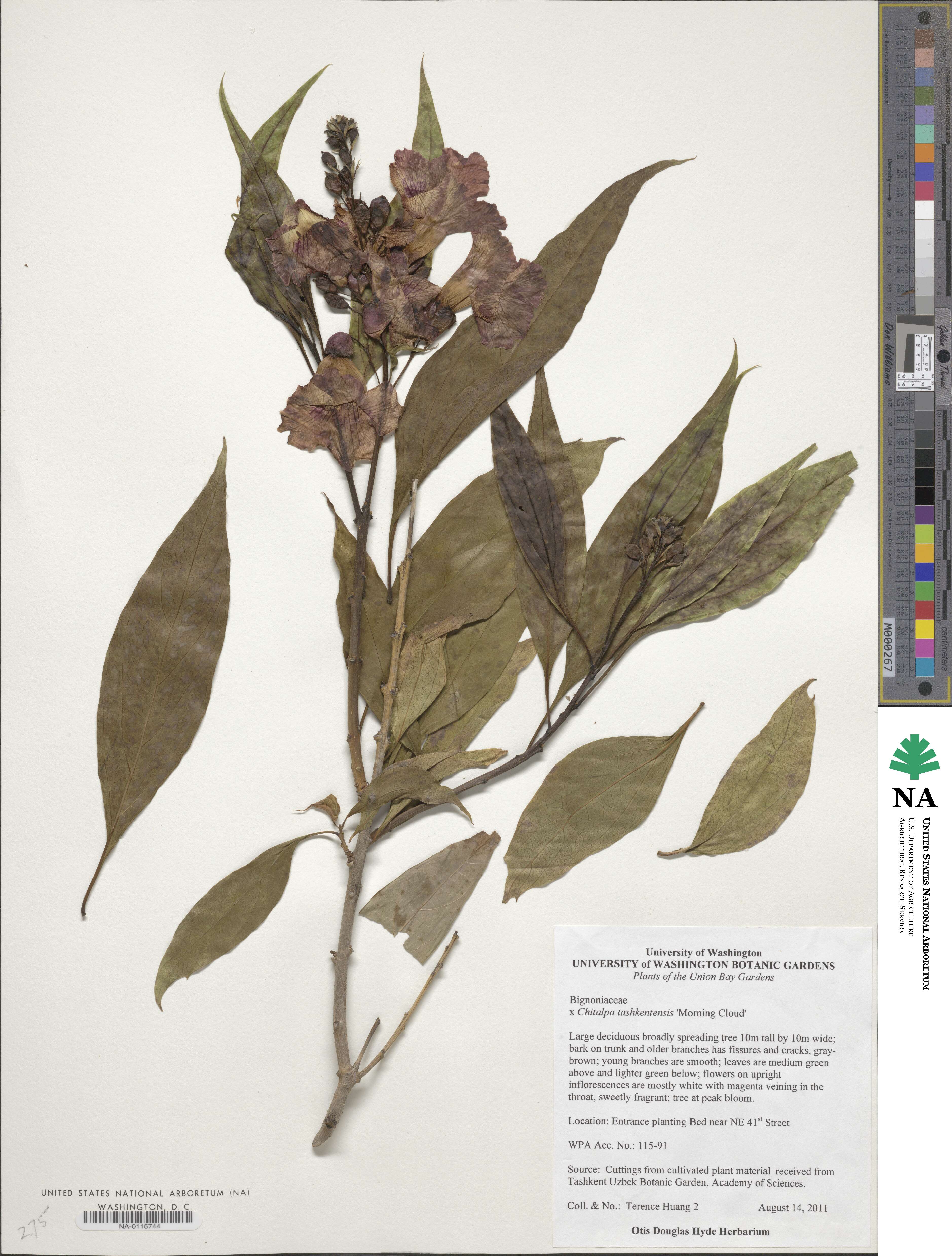 ×Chitalpa tashkentensis image