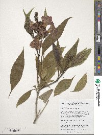 ×Chitalpa tashkentensis image