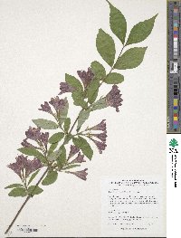 Weigela subsessilis image