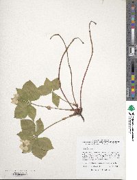 Cornus canadensis image
