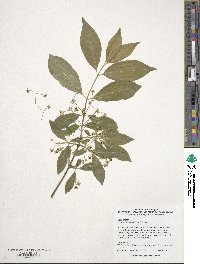 Euonymus alatus image