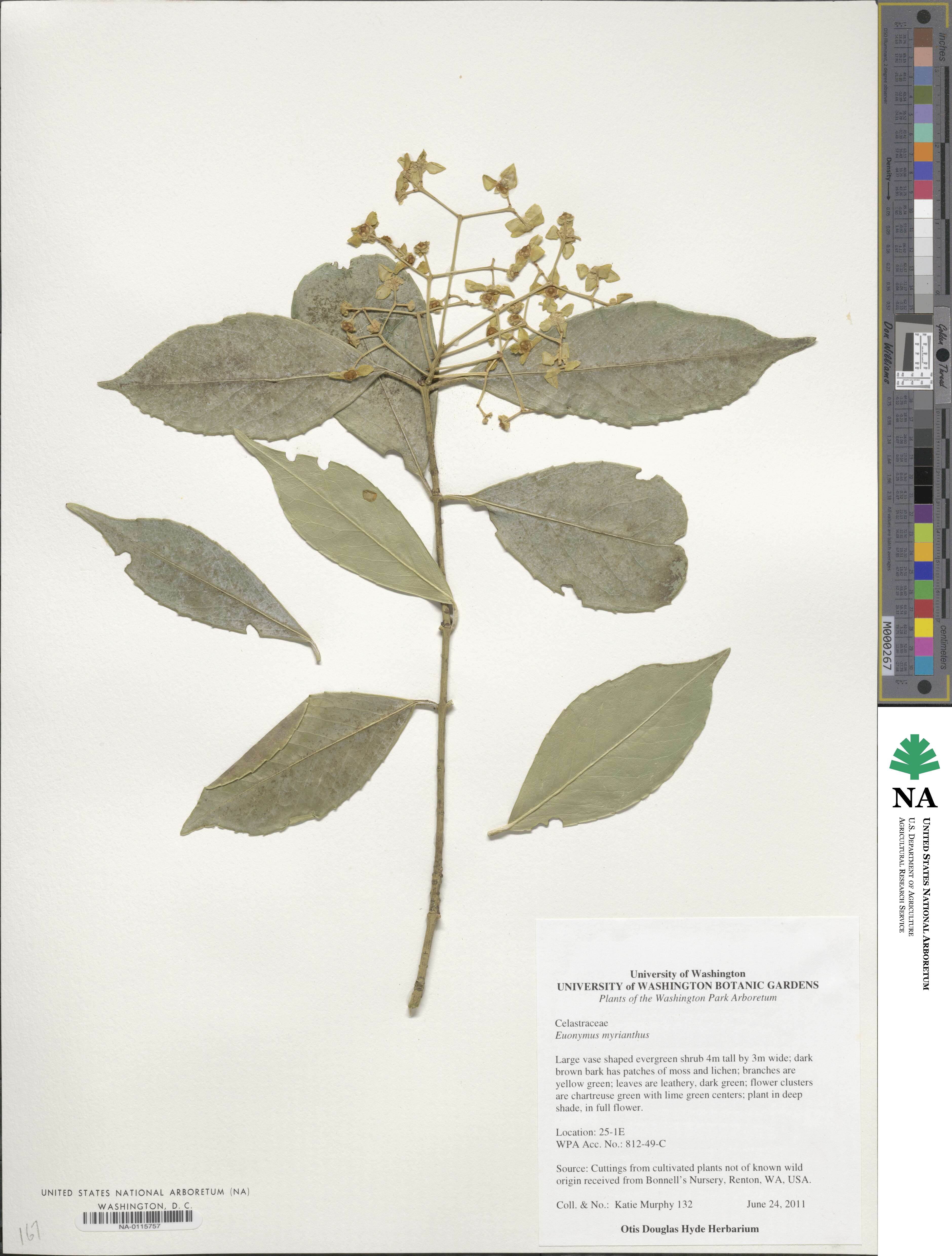 Euonymus myrianthus image