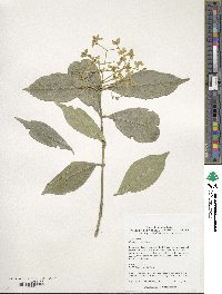 Euonymus myrianthus image