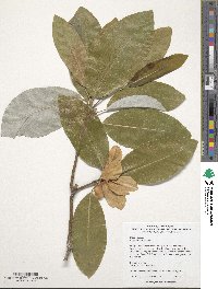 Magnolia virginiana image