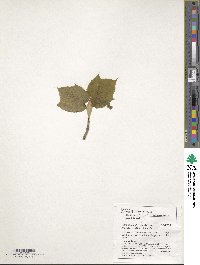 Acer tegmentosum image