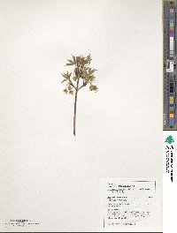 Acer triflorum image