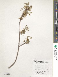 Acer grandidentatum image