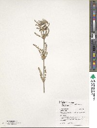 Acer henryi image