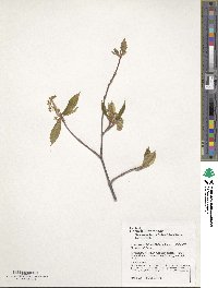 Acer carpinifolium image