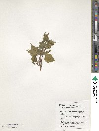 Acer davidii subsp. grosseri image