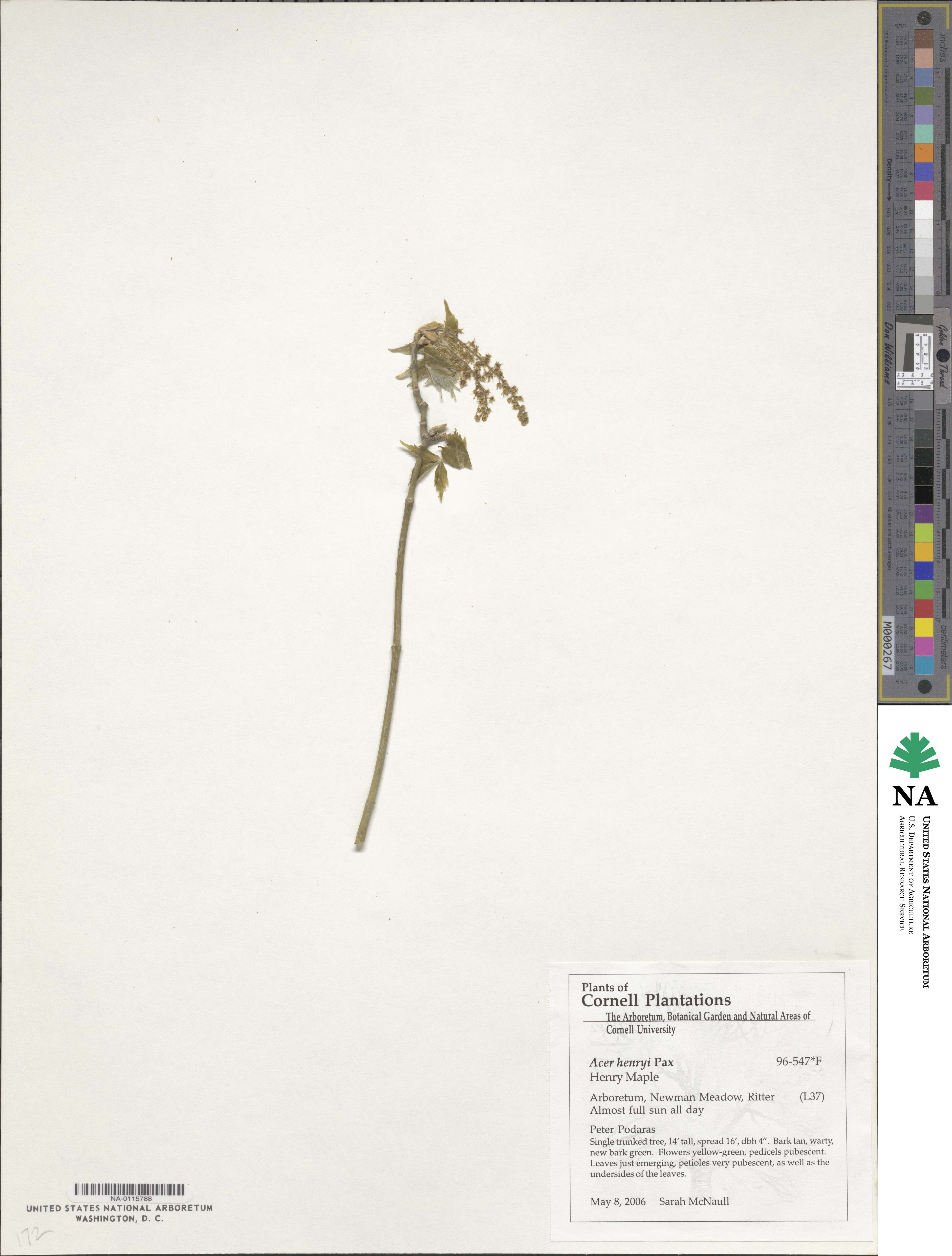 Acer henryi image