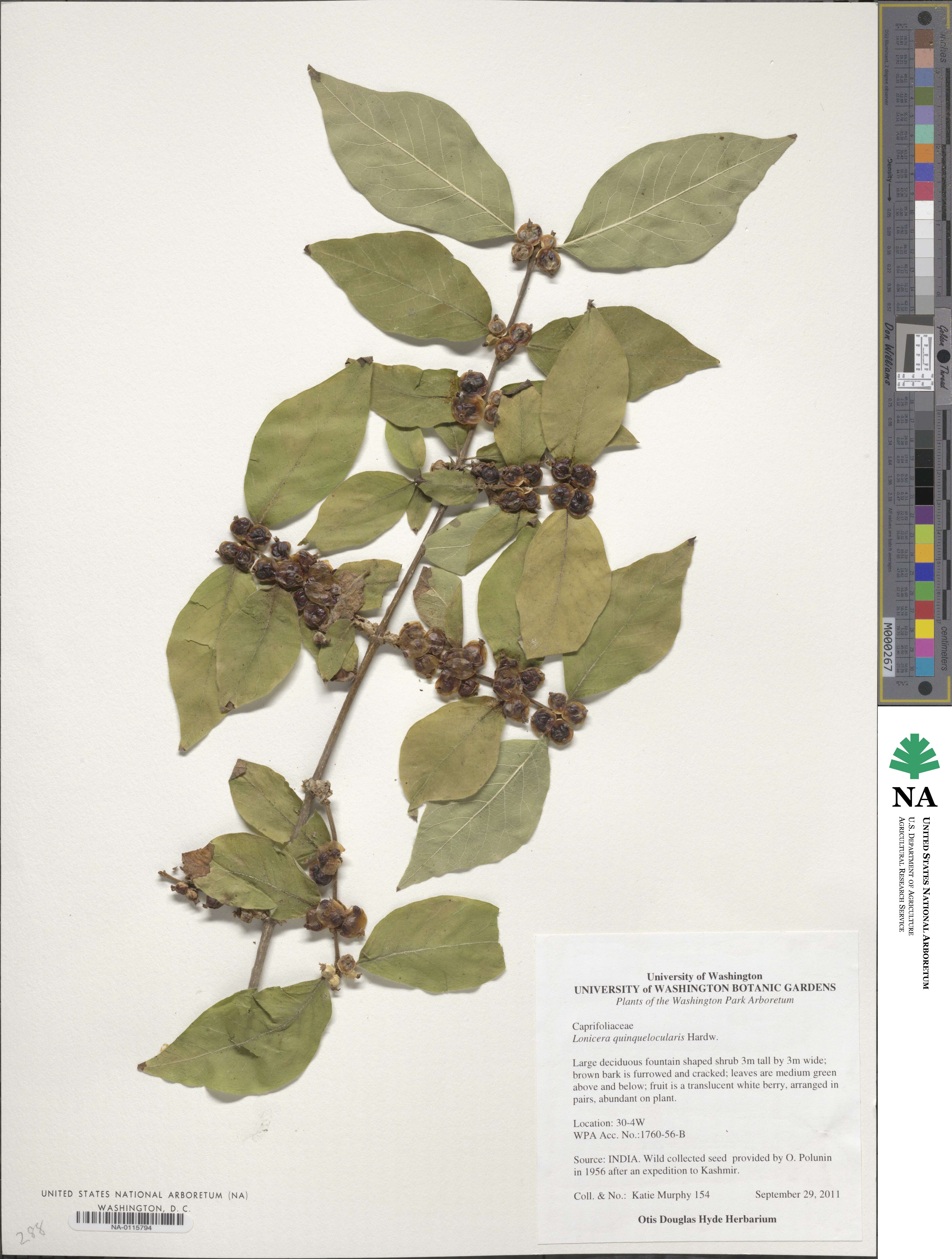 Lonicera quinquelocularis image