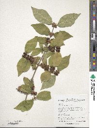 Lonicera quinquelocularis image