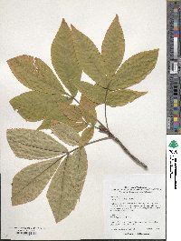 Carya ovata image