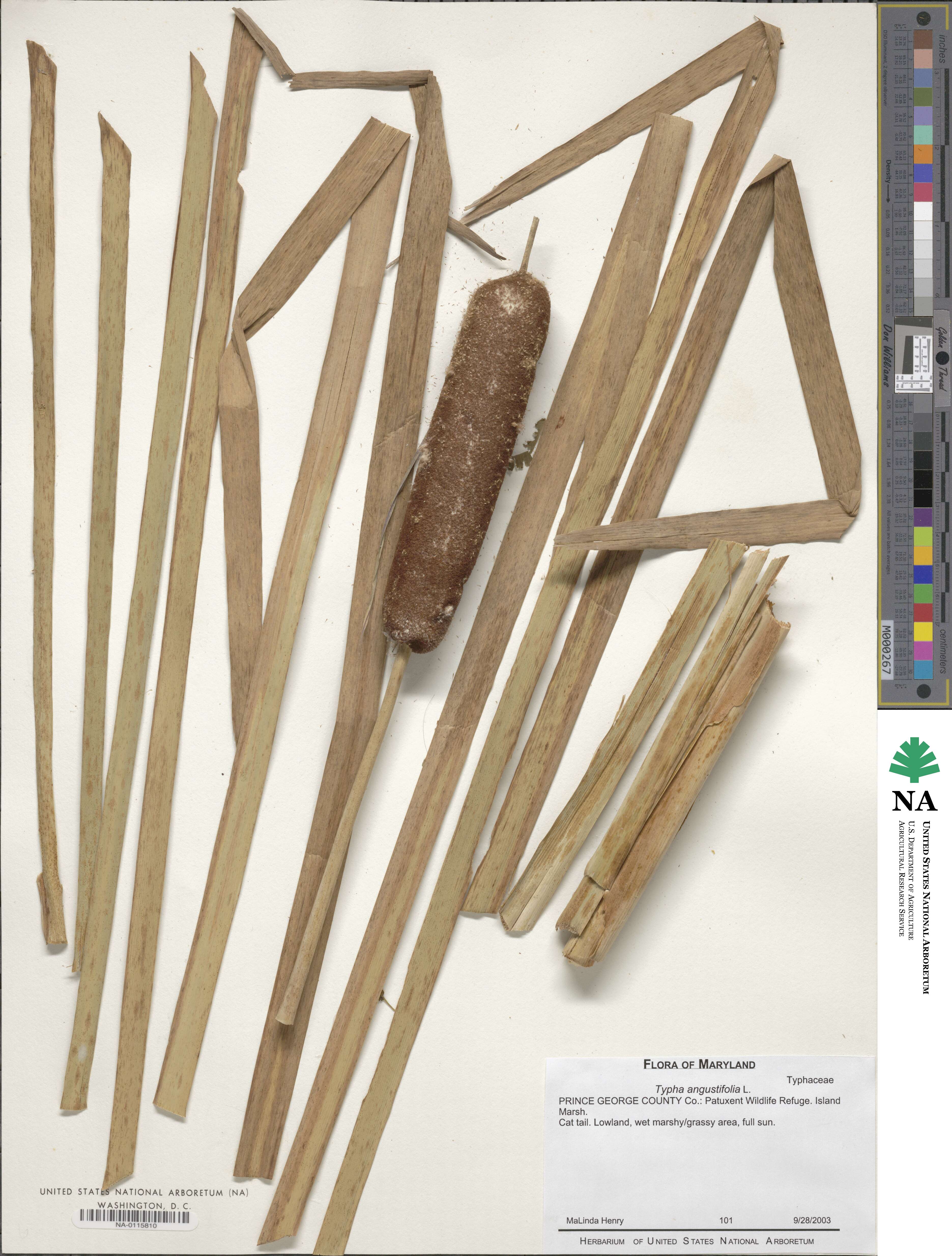 Typha angustifolia image