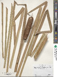 Typha angustifolia image