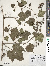 Vitis riparia image