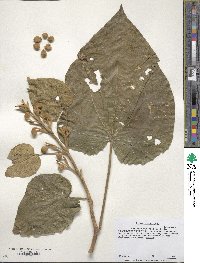 Paulownia tomentosa image