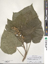 Paulownia tomentosa image