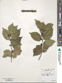 Lonicera morrowii image