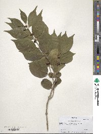 Lonicera japonica image