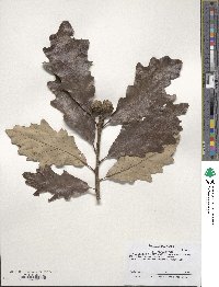 Quercus bicolor image