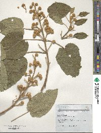 Paulownia tomentosa image