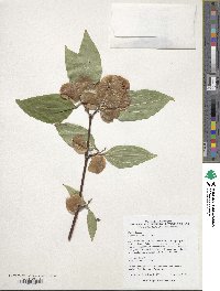 Dipelta floribunda image