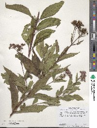 Eupatorium fistulosum image